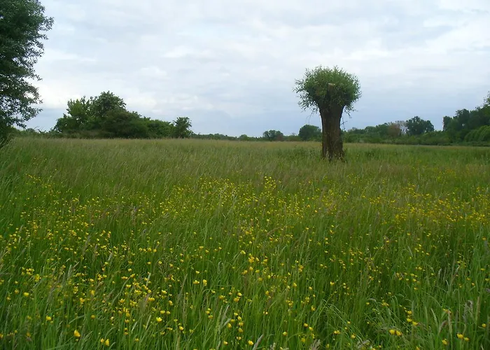 Rheinaue Cologne